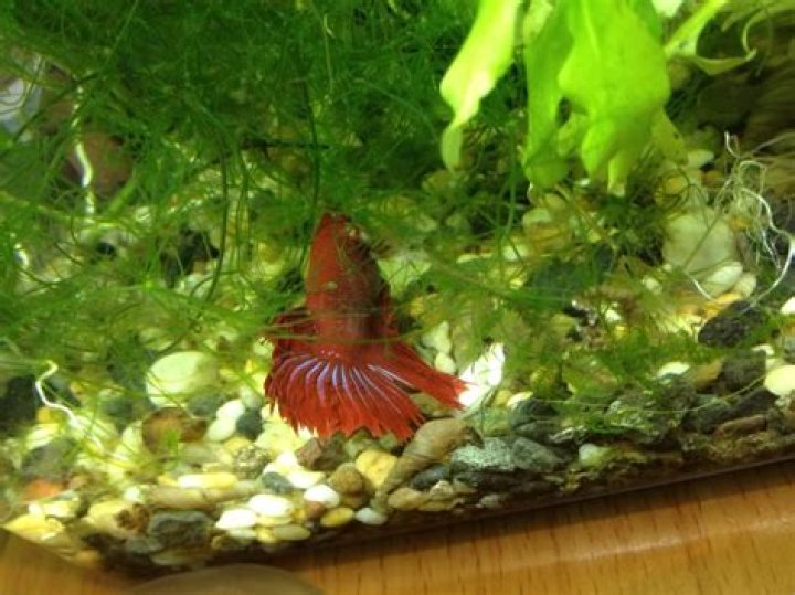 Betta Sleeping: Unveiling the Mysterious World of Betta Fish Rest