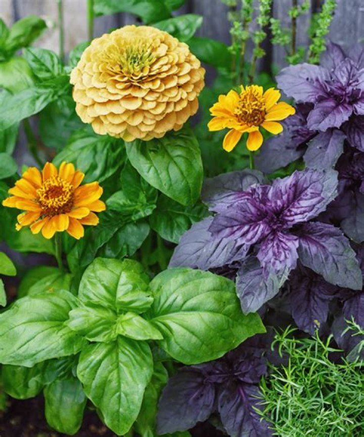 Decoding the Daisy Trending Video: Why Everyone's Talking About These Cheerful Blooms