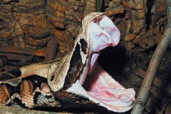 Discover the Gaboon Viper: Africa's Heaviest Venomous Snake