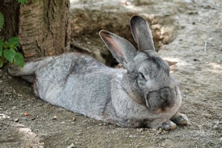 How Do Rabbits Sleep: The Ultimate Guide to Understanding Bunny Rest