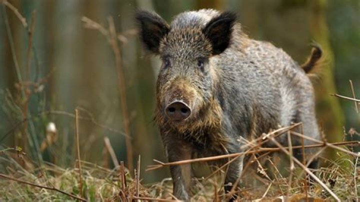 Uncovering the Wild World of the Boar Corps: Fascinating Facts About Wild Pigs