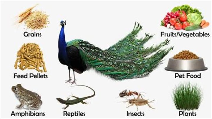 What Do Peacocks Eat? A Comprehensive Guide to Their Diet