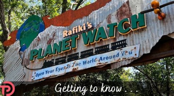 What is Rafiki? Discover the Meaning, Origin, and Pop Culture Impact