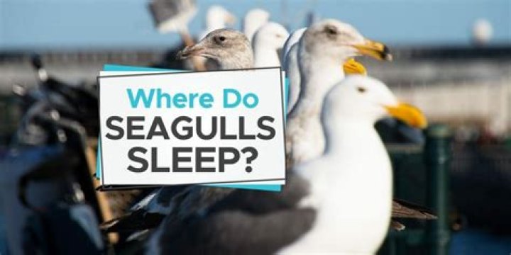 Where Do Seagulls Sleep? Uncovering the Secrets of Their Resting Habits